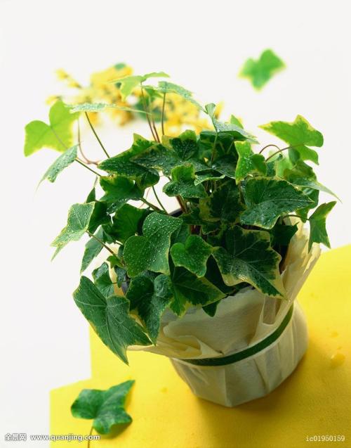 ר֤ϯʦ֤ȯϽչ?